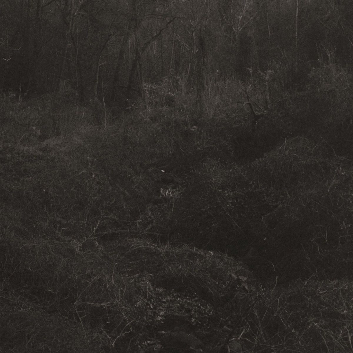 Lesley Mok — transient